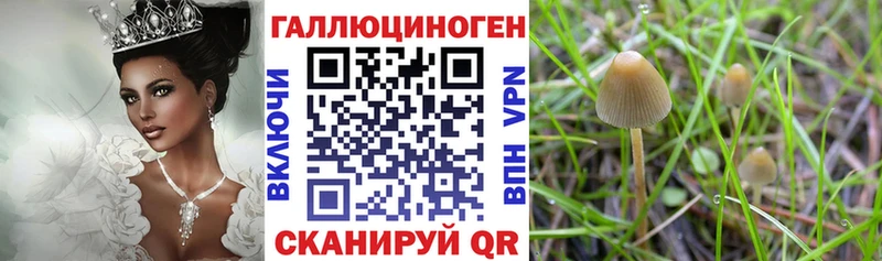 Галлюциногенные грибы GOLDEN TEACHER  Купить  Солнечногорск 